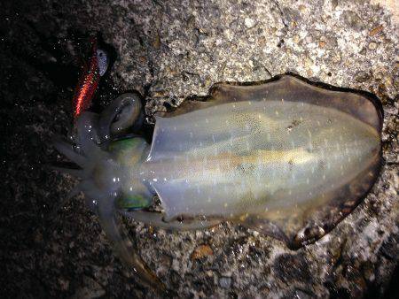 アオリに会えた